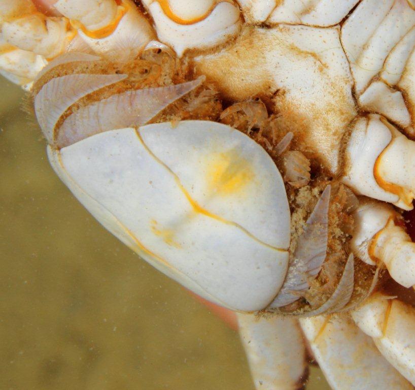 Mamma Potamon fluviatile, tana e tracce